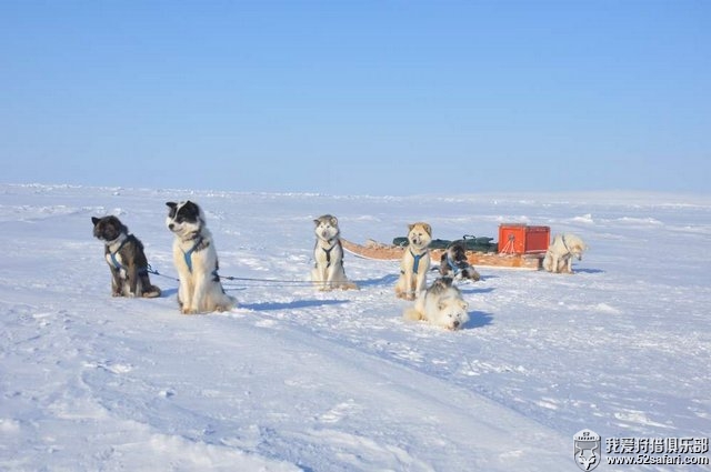 北极熊猎犬