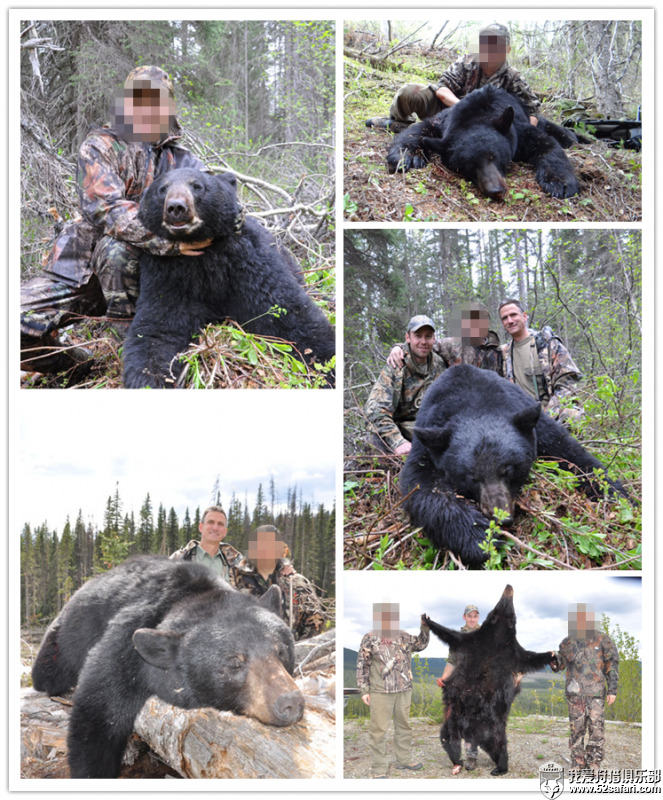 加拿大黑熊狩猎团