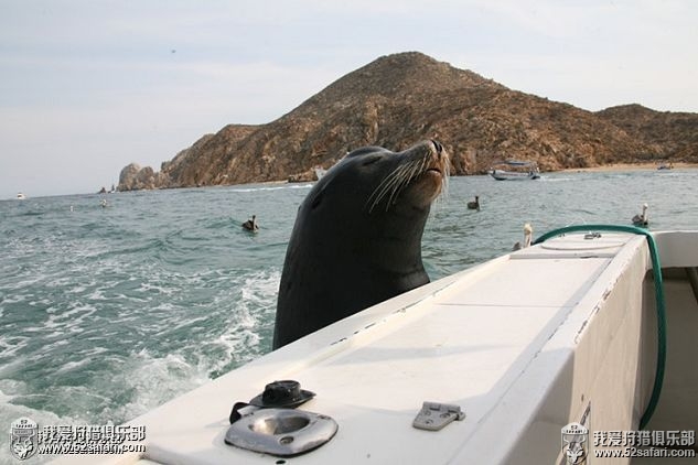 墨西哥海狮