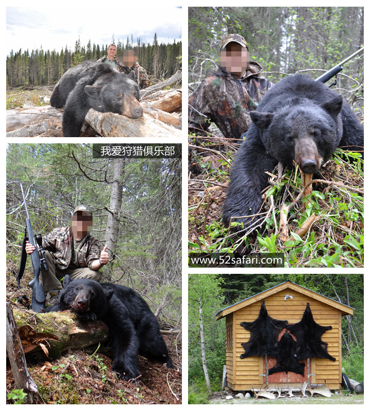 黑熊 狩猎 加拿大 我爱狩猎俱乐部