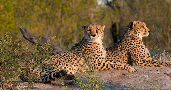 世界最贵蜜月旅行：非洲狩猎 价值160万（待定）