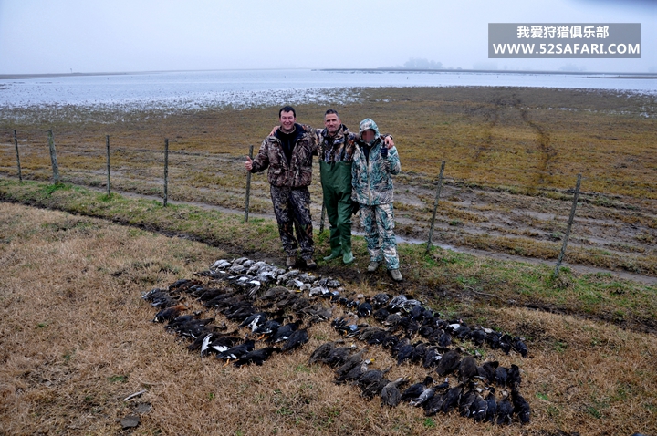 阿根廷鸭子狩猎 南非鸭子打猎