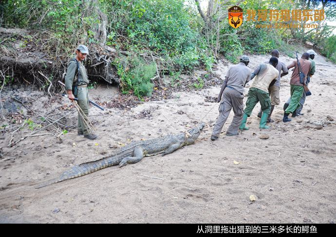 鳄鱼狩猎 非洲鳄鱼 坦桑尼亚鳄鱼