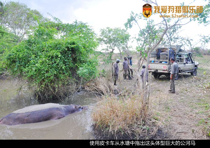 河马狩猎 坦桑尼亚河马 国际狩猎