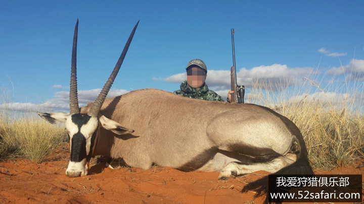 直角羚狩猎 直角羚打猎