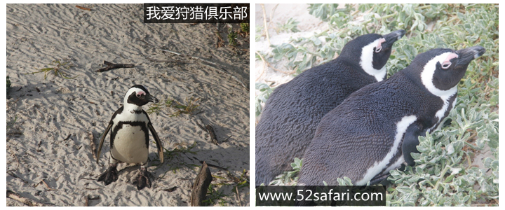 南非 开普敦 企鹅