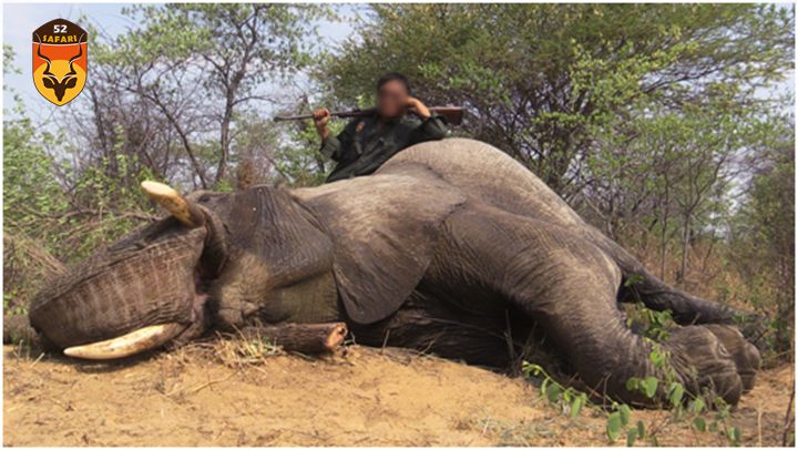 纳米比亚大象狩猎