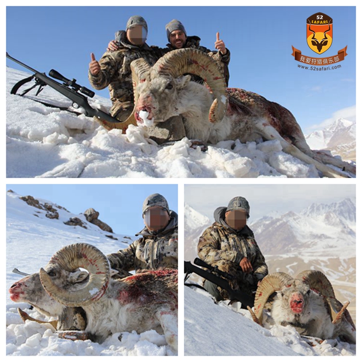 狩猎 打猎 狩猎团 我爱狩猎俱乐部 52safari 盘羊狩猎 国际狩猎 亚洲狩猎 盘羊 北山羊