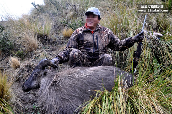 新西兰塔尔羊狩猎