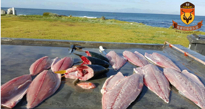 狩猎 南非狩猎 南非海钓 海钓 黄狮鱼 南非黄狮鱼