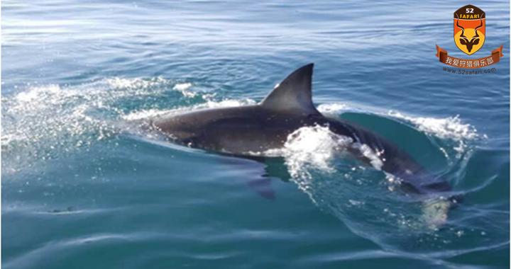 南非大白鲨