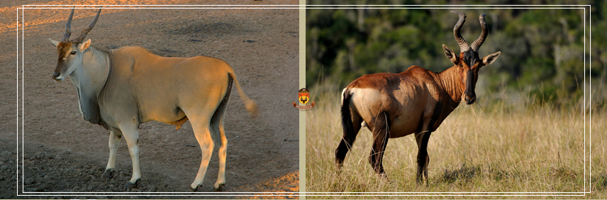 非洲狩猎 狩猎 非洲打猎 纳米比亚狩猎 纳米比亚打猎 国外狩猎 国外打猎 世界狩猎 世界打猎 大羚羊 赤娟羚 黑角马 蓝角马 