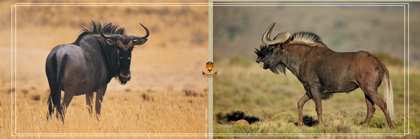非洲狩猎 狩猎 非洲打猎 纳米比亚狩猎 纳米比亚打猎 国外狩猎 国外打猎 世界狩猎 世界打猎 大羚羊 赤娟羚 黑角马 蓝角马