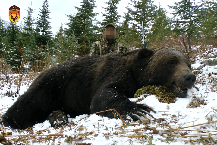 北美熊狩猎