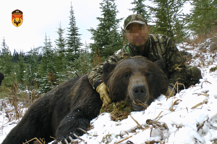 加拿大棕熊狩猎