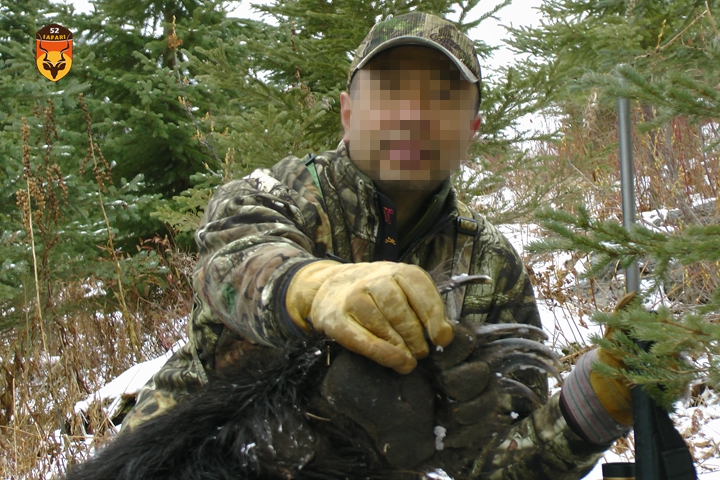 加拿大灰熊狩猎