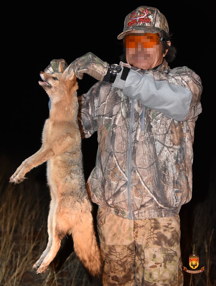 纳米比亚狐狸狩猎