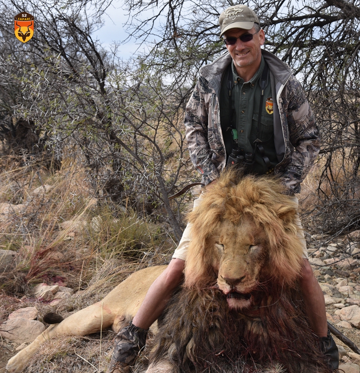 非洲狮狩猎