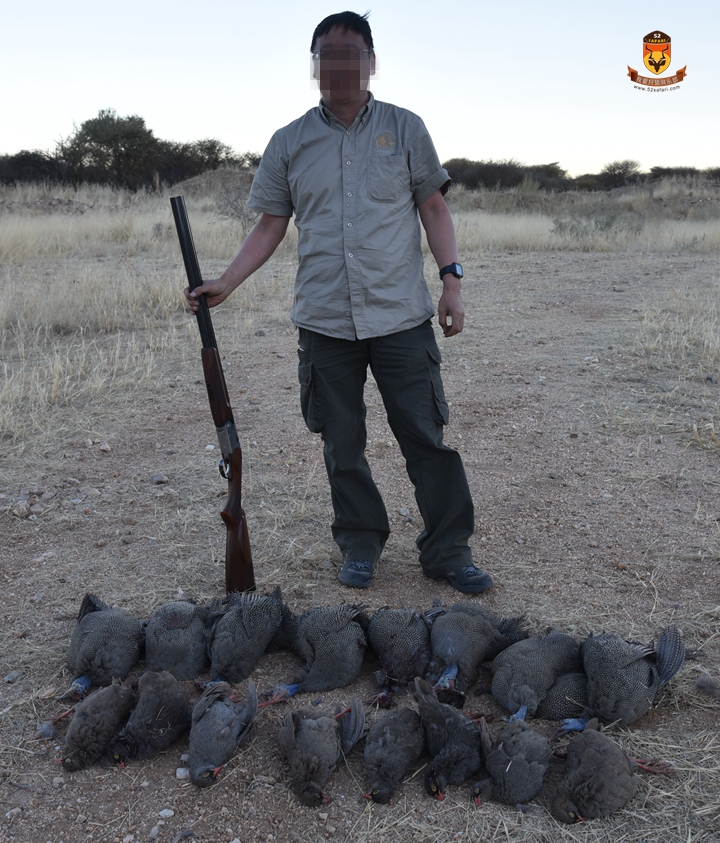 非洲野鸡狩猎 非洲珍珠鸡狩猎 非洲飞禽狩猎