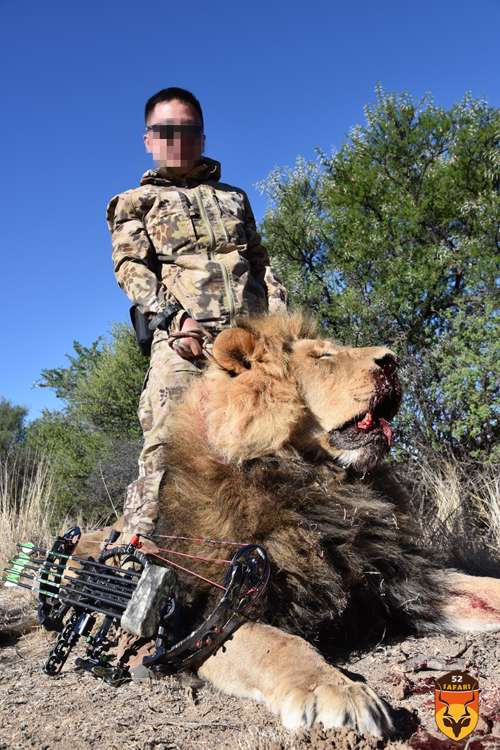 非洲狮狩猎
