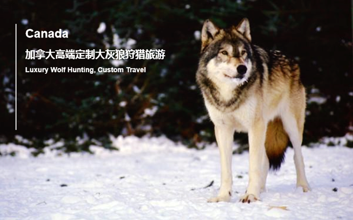 加拿大狼狩猎