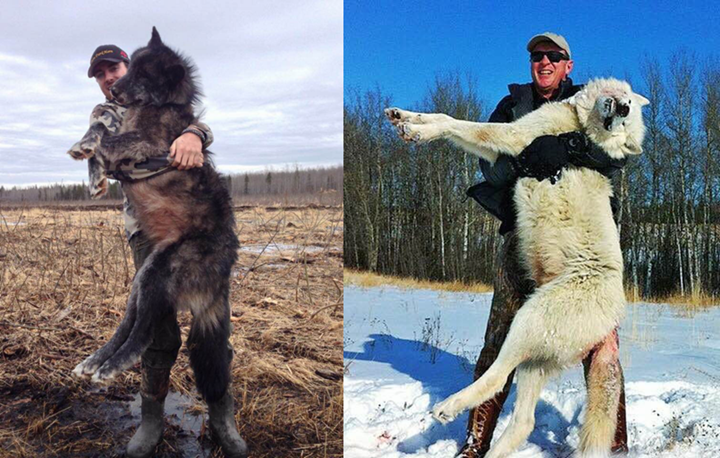 加拿大狼狩猎