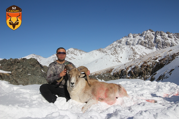 国际狩猎团 盘羊狩猎