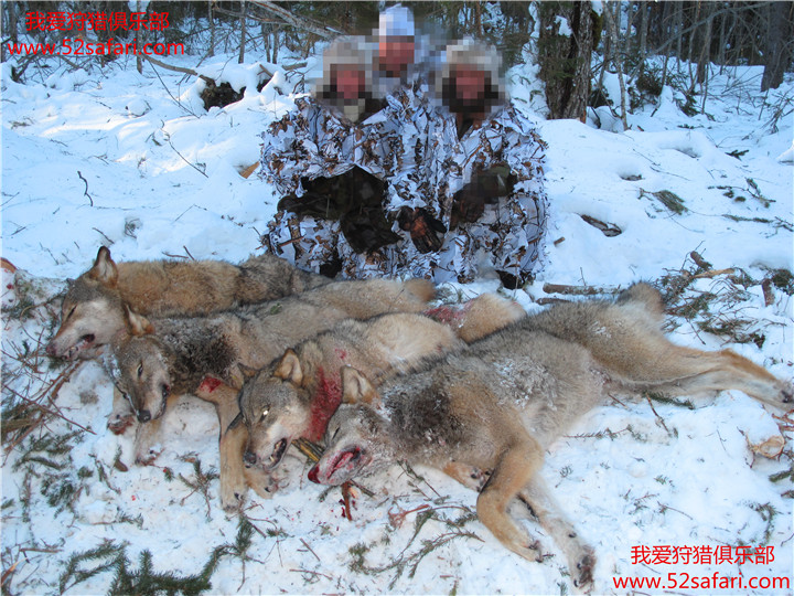 俄罗斯狼狩猎团