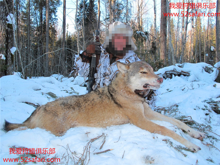 俄国狼狩猎