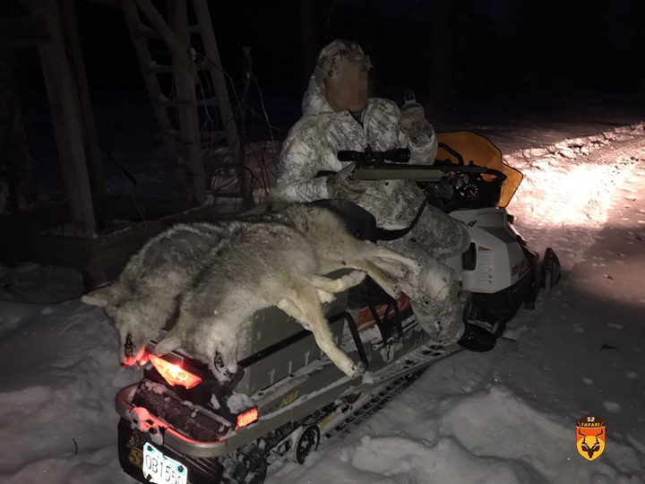 北美狼狩猎
