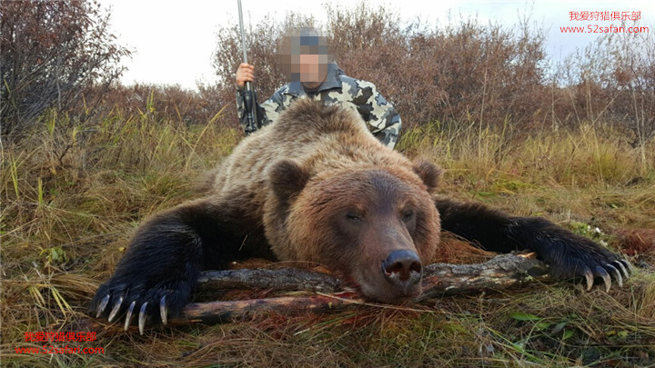 棕熊狩猎费