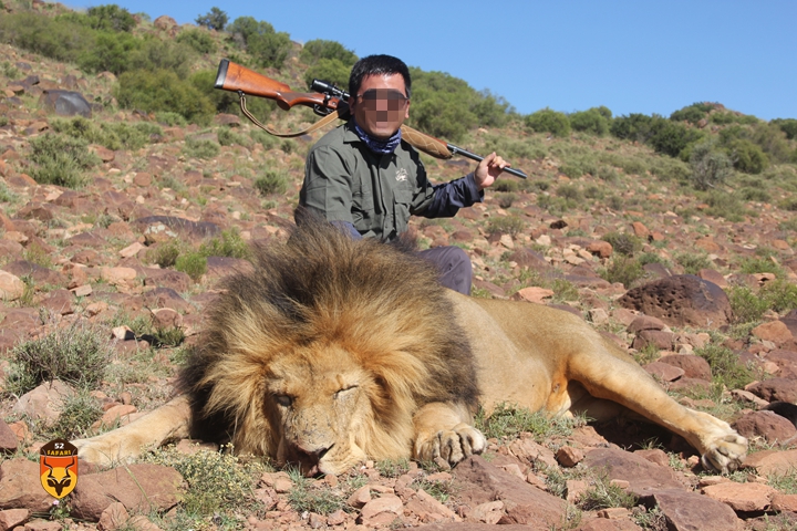 狮子狩猎 非洲狮狩猎