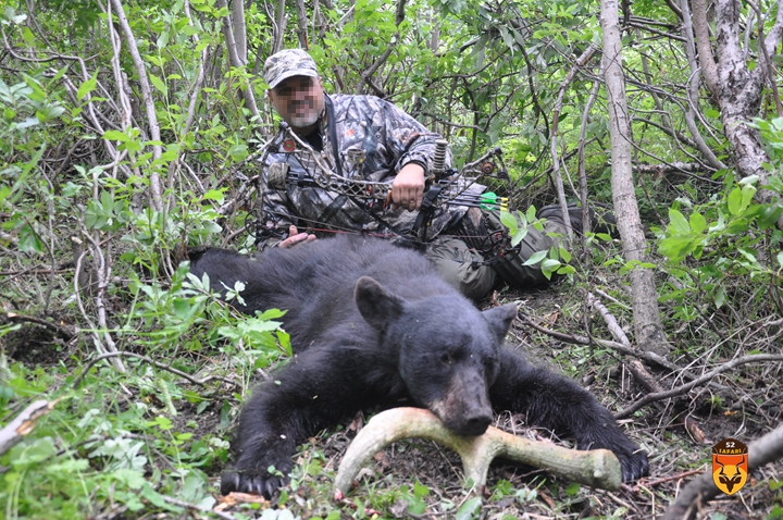 阿拉斯加黑熊狩猎 北美黑熊狩猎