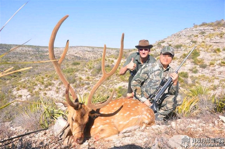德州鹿狩猎 美国鹿狩猎 梅花鹿狩猎