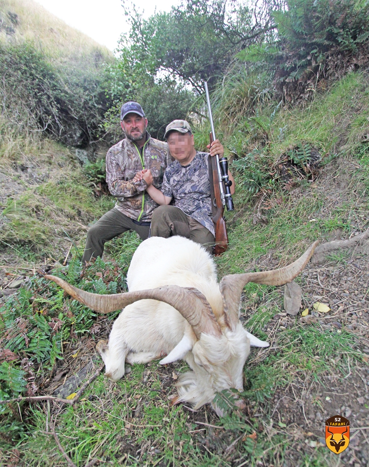 新西兰野羊狩猎