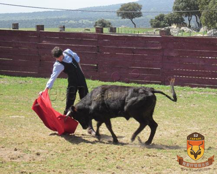 西班牙参加斗牛
