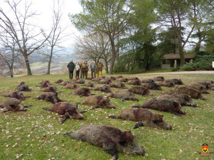 西班牙野猪围猎