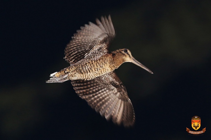 Morocco woodcock hunt