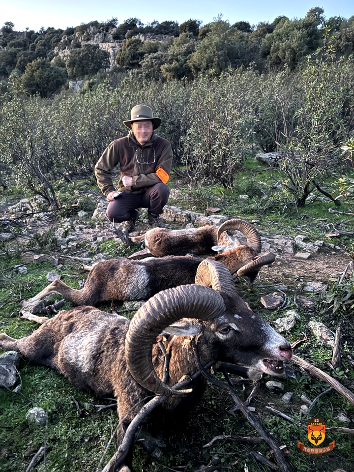欧洲盘羊狩猎