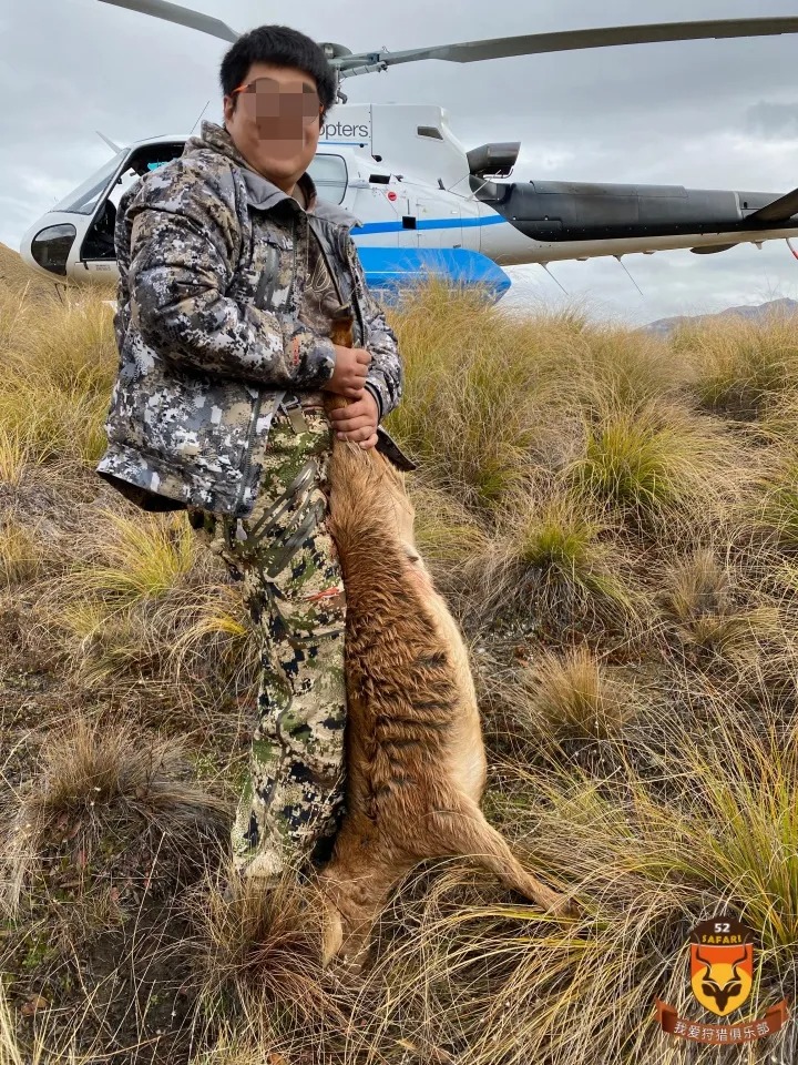 新西兰直升飞机野山羊狩猎