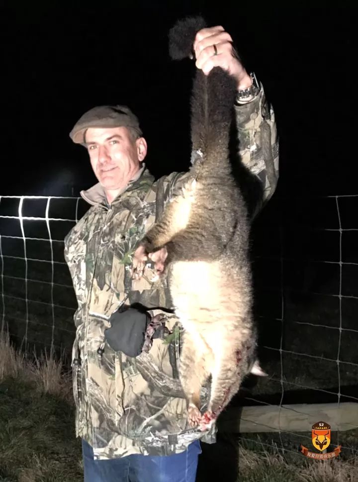 新西兰袋貂狩猎