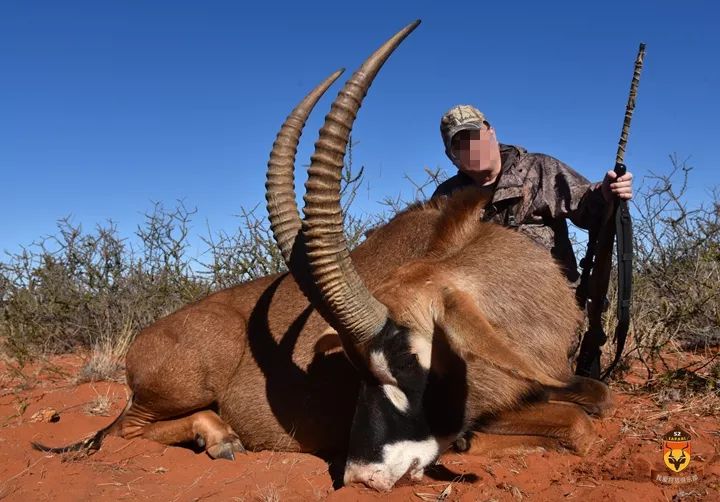 南非马羚狩猎