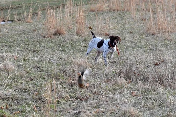 猎犬