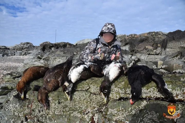 北美野鸭狩猎团