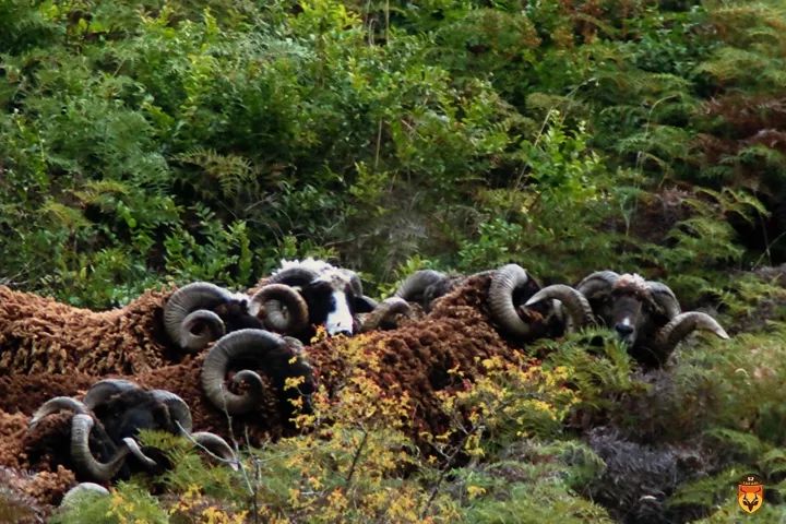 新西兰野绵羊狩猎