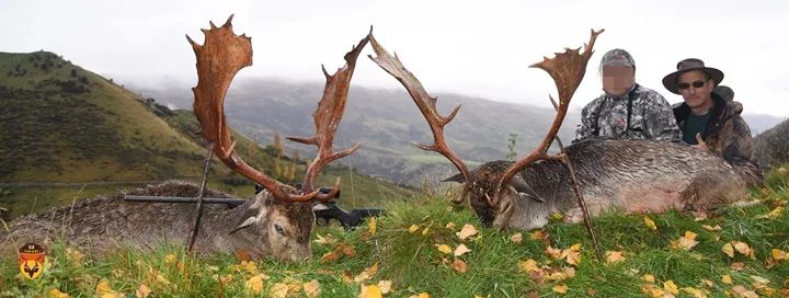 新西兰黇鹿 金牌黇鹿 巨大黇鹿 扁角鹿狩猎团 黇鹿狩猎团