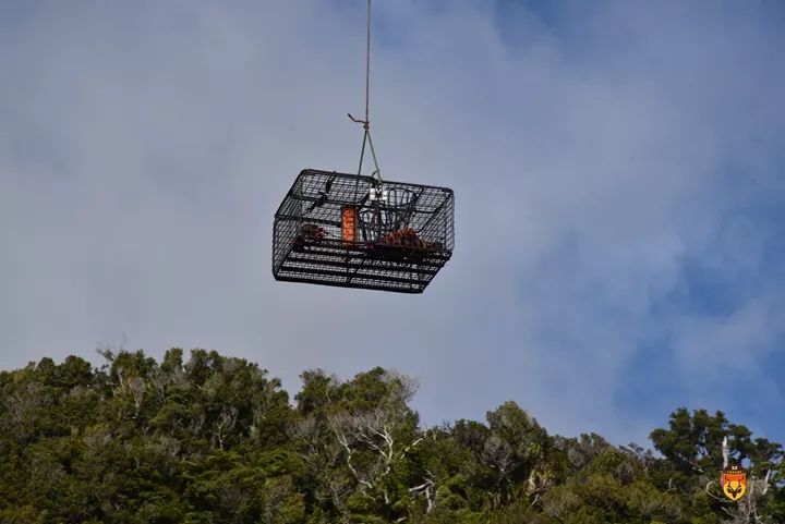 新西兰直升飞机旅游 新西兰抓龙虾