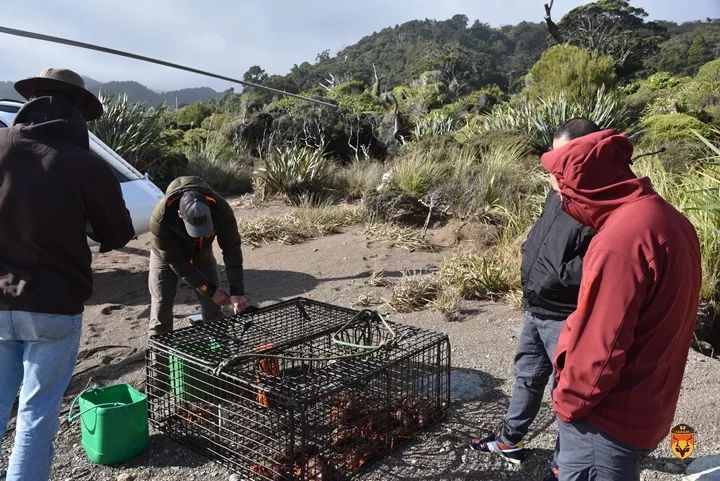 新西兰直升飞机旅游 新西兰抓龙虾