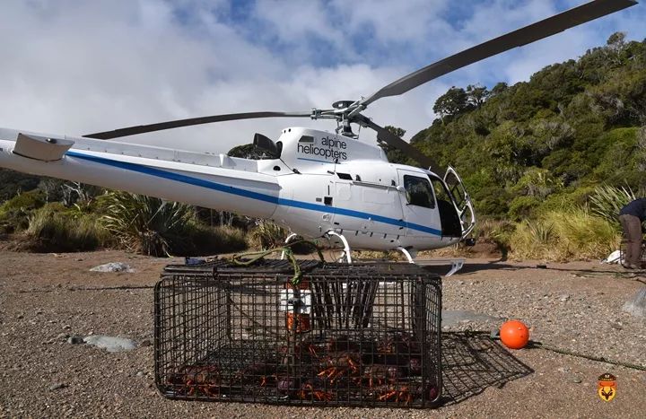 新西兰直升飞机旅游 新西兰抓龙虾