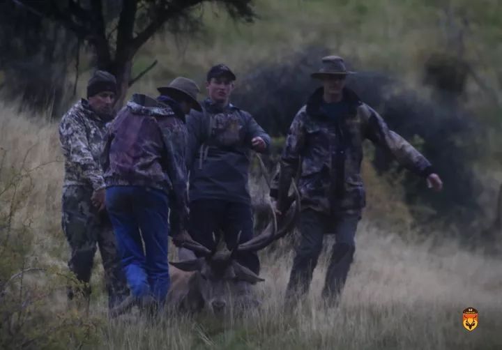 赤鹿围猎 新西兰马鹿狩猎团 新西兰赤鹿狩猎